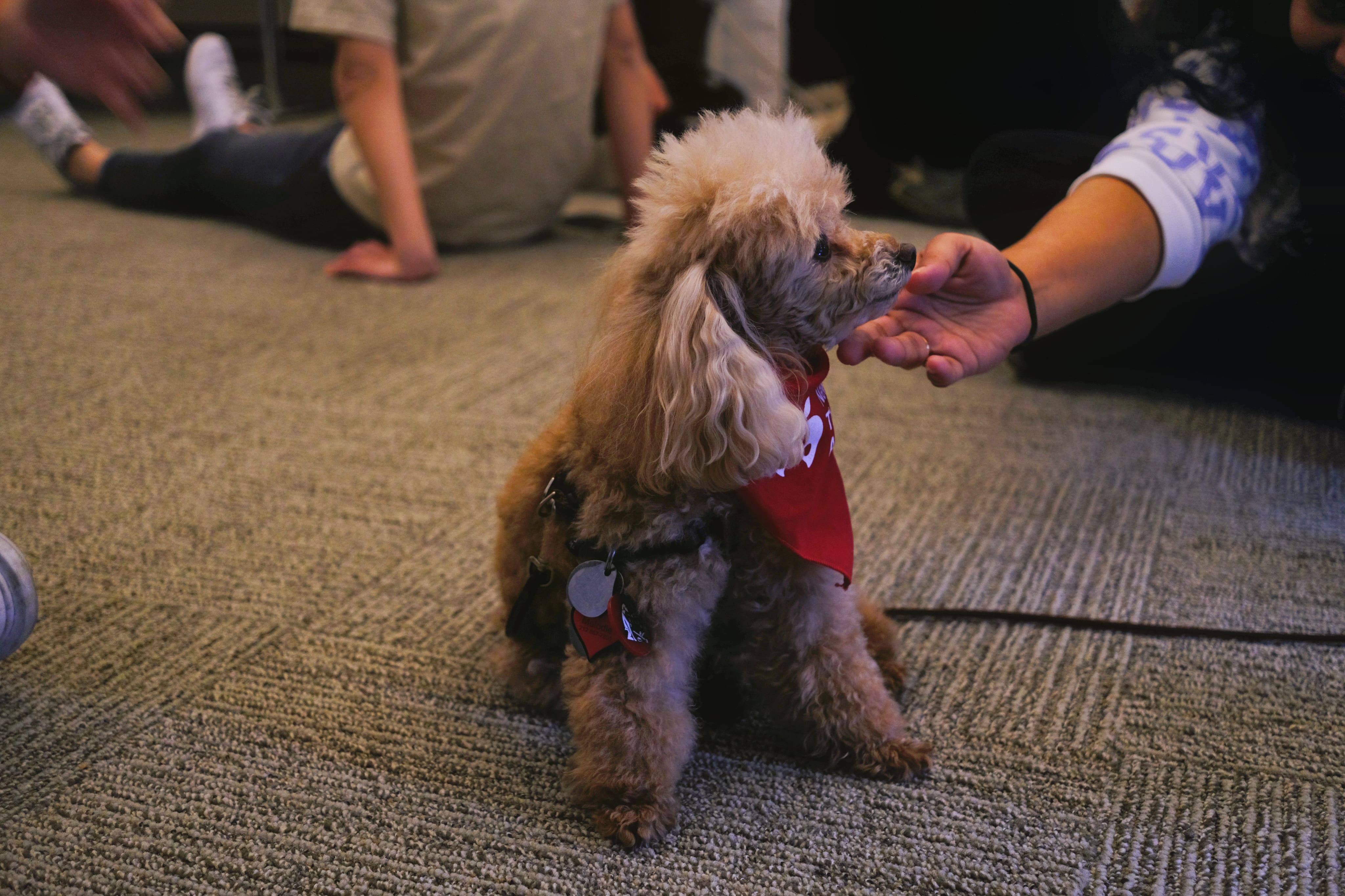 A small caramel-colored 
                  poodle wearing a red scarf with NY Therapy Animal logo on it, looking to the right side; a 
                  hand is petting said dog.